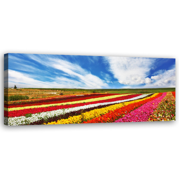 Feeby Obraz na płótnie, Pole kolorowych tulipanów 90x30 419037