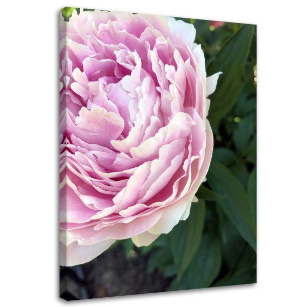 Feeby Obraz na płótnie, Różowa piwonia makro 60x90 313634
