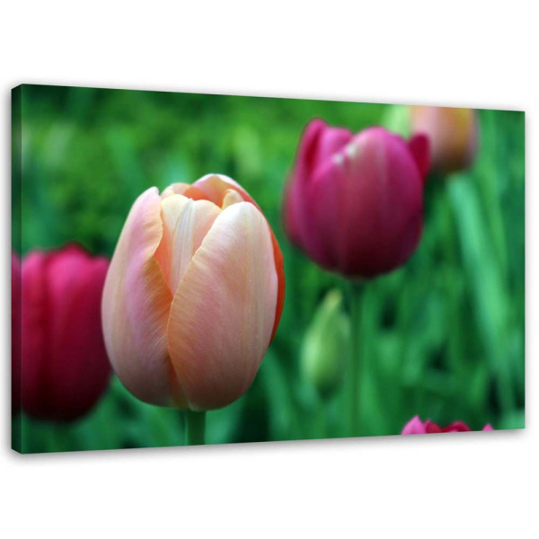 Feeby Obraz na płótnie Różowe tulipany 100x70 403697