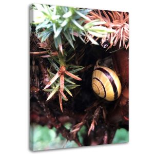 Feeby Obraz na płótnie Ślimak rośliny liście 80×120 403981