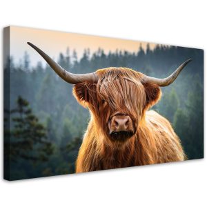 Feeby Obraz na płótnie, Szkocka Krowa Zwierzęta 80×40 563656