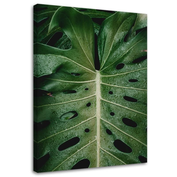 Feeby Obraz na płótnie Tropikalna monstera 40x60 389672