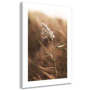 Feeby Obraz na płótnie, Trzcina w skali makro 80×120 415650 Feeby Obraz na płótnie, Trzcina w skali makro 80×120 415650