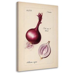 Feeby Obraz na płótnie, Warzywa Vintage Cebula 60×90 427527 Feeby Obraz na płótnie, Warzywa Vintage Cebula 60×90 427527