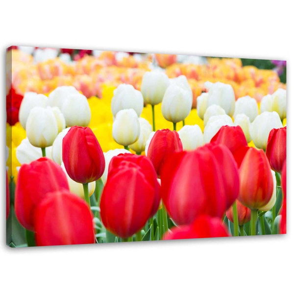 Feeby Obraz na płótnie Wielobarwne tulipany 120x80 403835