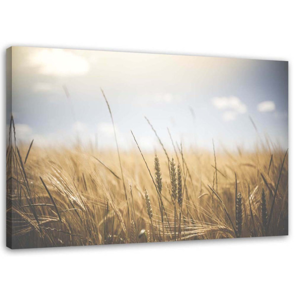 Feeby Obraz na płótnie Zboże na polu 60x40 388171
