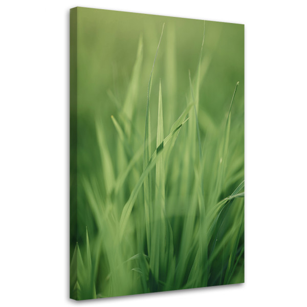 Feeby Obraz na płótnie, Źdźbło trawy 40x60 415706