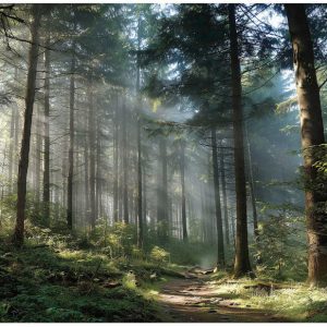 Fototapeta Las 3D Drzewa Natura Krajobraz Na Ścianę Sypialnia Salon 250X175 717765 Fototapeta Las 3D Drzewa Natura Krajobraz Na Ścianę Sypialnia Salon 250X175 717765
