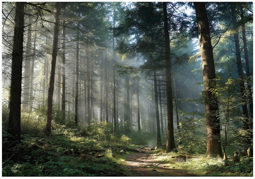 Fototapeta Las 3D Drzewa Natura Krajobraz Na Ścianę Sypialnia Salon 250X175 717765