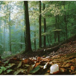 Fototapeta las 3d natura drzewa krajobraz na ścianę sypialnia salon 250×175 712234