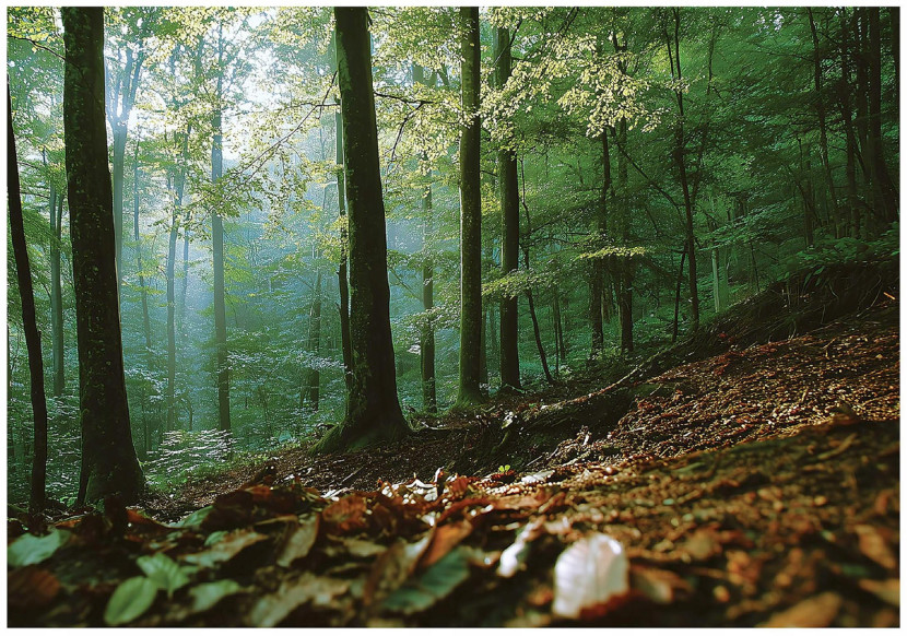 Fototapeta las 3d natura drzewa krajobraz na ścianę sypialnia salon 300x210 712244