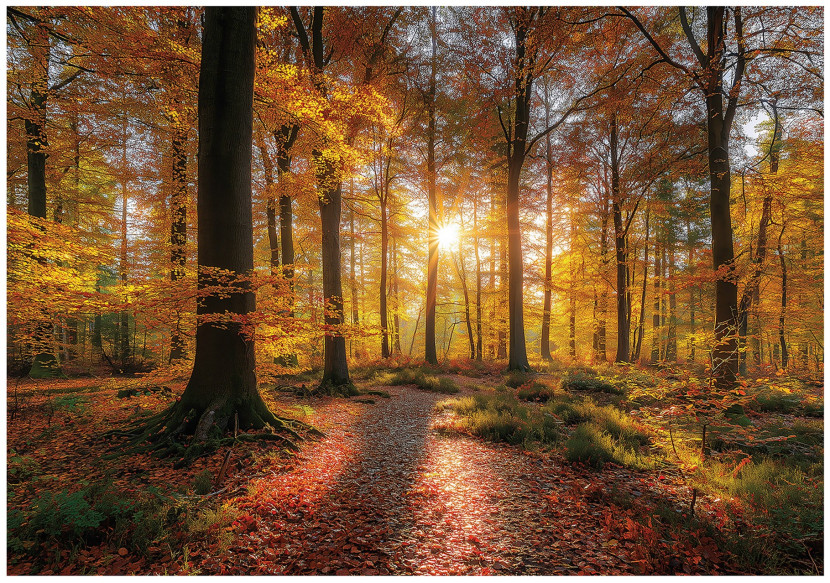 Fototapeta Las Brązowy Na Flizelinie Do Sypialni Salonu 250x175 792902