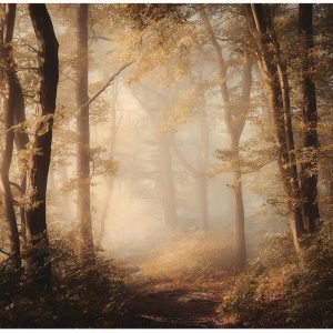 Fototapeta Las Brązowy Na Flizelinie Do Sypialni Salonu 250×175 772089 Fototapeta Las Brązowy Na Flizelinie Do Sypialni Salonu 250×175 772089
