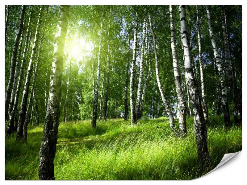 Fototapeta Las brzozowy 250x175cm 983285