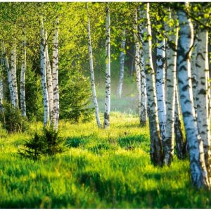 Fototapeta Las Brzozowy Drzewa Natura Łąka Salon Sypialnia Tapeta 300X210 517294
