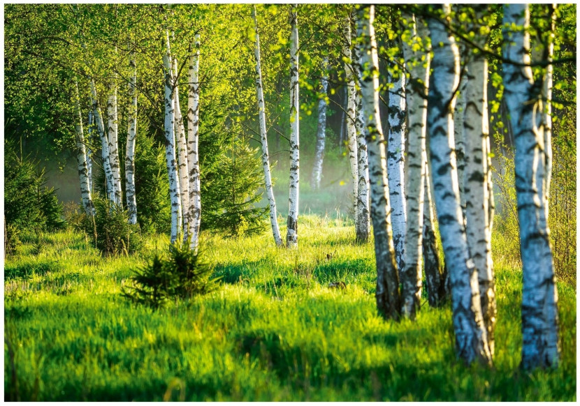 Fototapeta Las Brzozowy Drzewa Natura Łąka Salon Sypialnia Tapeta 400X280 517303