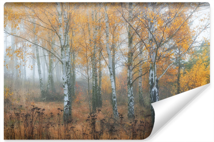 Fototapeta LAS Brzozowy We Mgle Drzewa 3D 180x120cm 258313