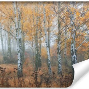 Fototapeta LAS Brzozowy We Mgle Drzewa 3D 368x280cm 258470 Fototapeta LAS Brzozowy We Mgle Drzewa 3D 368x280cm 258470