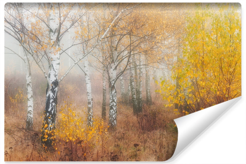 Fototapeta LAS Brzozowy We Mgle Natura 3D 300x210cm 258998