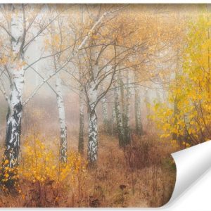 Fototapeta LAS Brzozowy We Mgle Natura 3D 450x300cm 259035 Fototapeta LAS Brzozowy We Mgle Natura 3D 450x300cm 259035