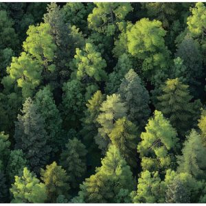 Fototapeta Las Drzewa Natura Sypialnia Salon Tapeta Flizelina 250X175 653528 Fototapeta Las Drzewa Natura Sypialnia Salon Tapeta Flizelina 250X175 653528