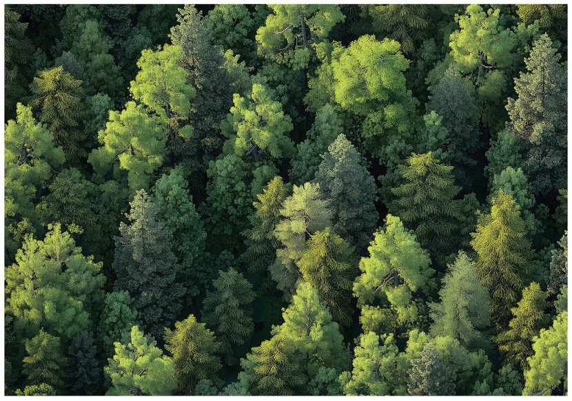 Fototapeta Las Drzewa Natura Sypialnia Salon Tapeta Flizelina 250X175 653528