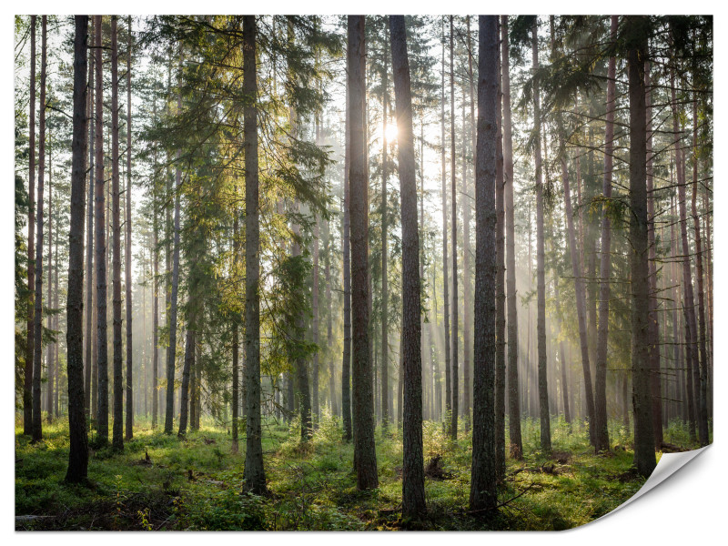 Fototapeta Las o wschodzie słońca 150x105cm 1003291