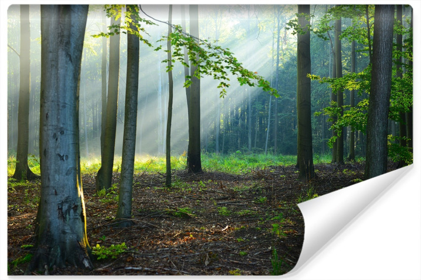 Fototapeta LAS Promienie Słońca Przyroda 180x120cm 258857