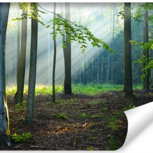 Fototapeta LAS Promienie Słońca Przyroda 416x254cm 259208 Fototapeta LAS Promienie Słońca Przyroda 416x254cm 259208