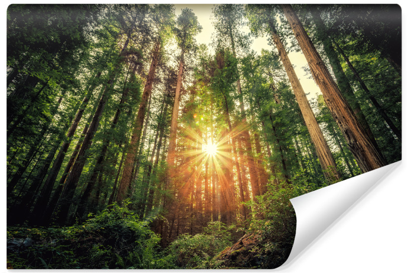Fototapeta LAS Sekwoje Przyroda Słońce 3D 300x210cm 239136