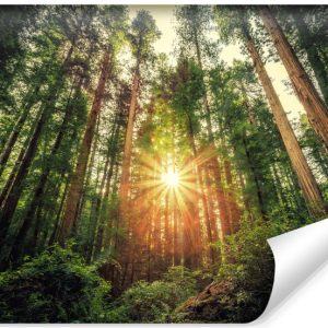 Fototapeta LAS Sekwoje Przyroda Słońce 3D 312x219cm 239013