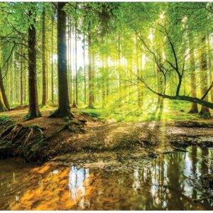 Fototapeta Las Słońce Do Sypialni Salonu Tapeta Ścienna Flizelina 250X175 517330