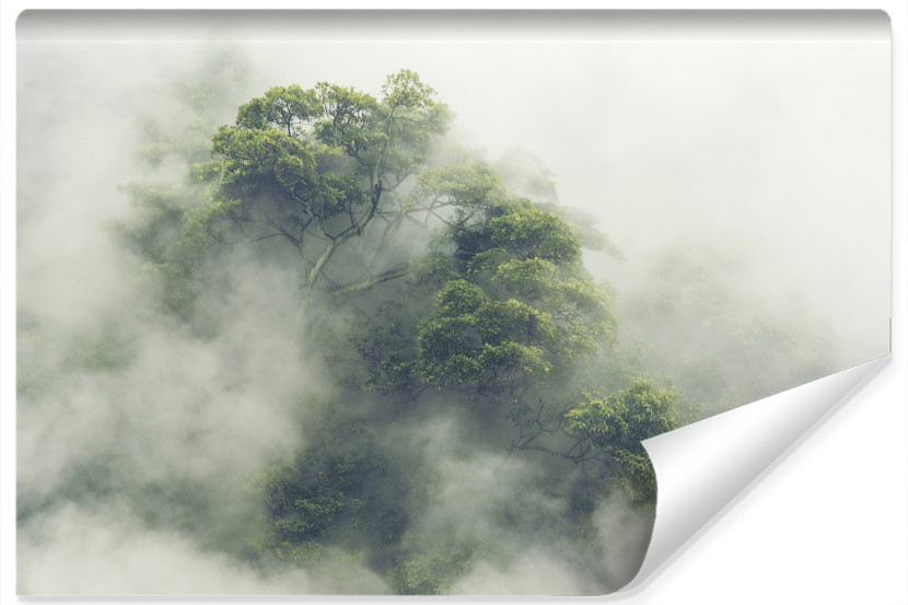 Fototapeta Las TROPIKALNY We Mgle Efekt 3D 180x120cm 264749