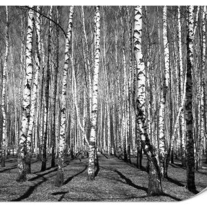 Fototapeta Las w czarno białych barwach 250x175cm 984459 Fototapeta Las w czarno białych barwach 250x175cm 984459