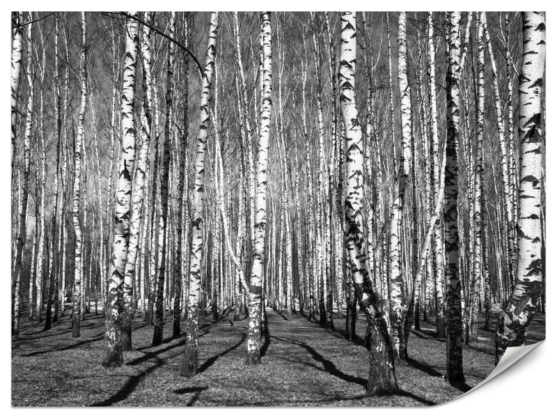Fototapeta Las w czarno białych barwach 350x256cm 984570