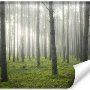 Fototapeta Las W Gęstej Mgle 180x120cm 257590 Fototapeta Las W Gęstej Mgle 180x120cm 257590