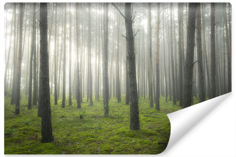 Fototapeta Las W Gęstej Mgle 254x184cm 257483