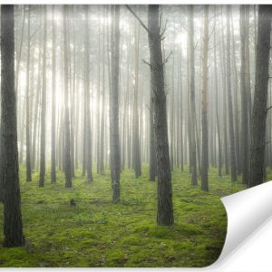 Fototapeta Las W Gęstej Mgle 460x300cm 257506 Fototapeta Las W Gęstej Mgle 460x300cm 257506
