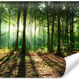 Fototapeta LAS W Promieniach Słońca Natura 152.5x104cm 259104 Fototapeta LAS W Promieniach Słońca Natura 152.5x104cm 259104
