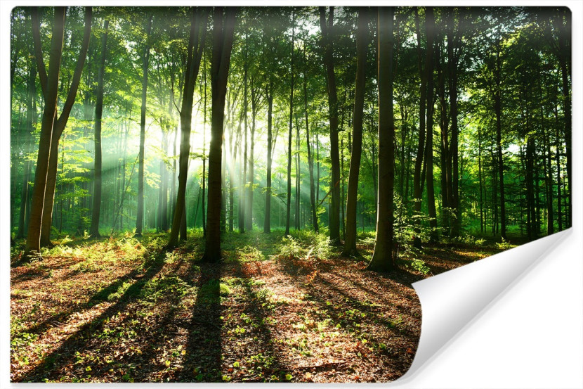 Fototapeta LAS W Promieniach Słońca Natura 400x280cm 258871