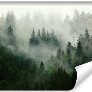 Fototapeta Las we mgle 180x120cm 133602
