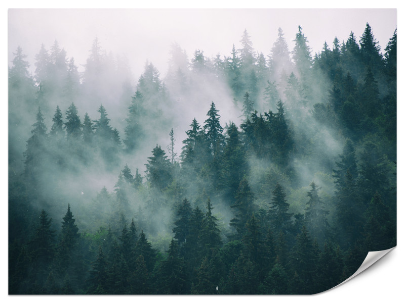 Fototapeta Las we mgle 300x210cm 976233