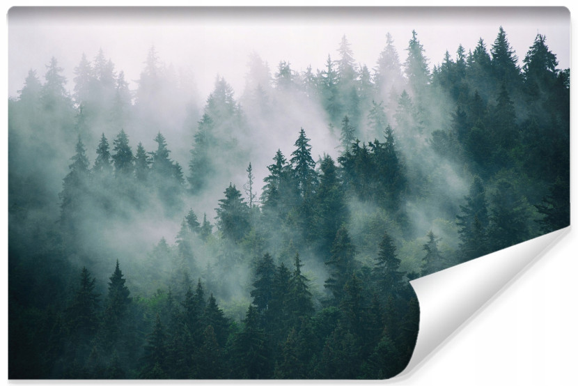 Fototapeta Las we mgle 368x280cm 76946