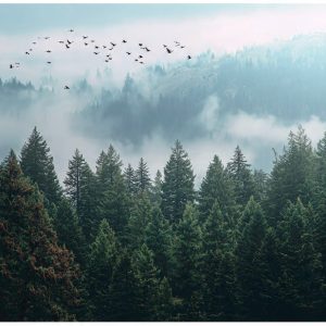 Fototapeta Las We Mgle 3D Drzewa Natura Na Ścianę Sypialnia Salon 250X175 717766