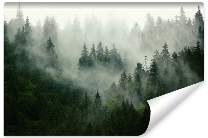 Fototapeta Las we mgle 405x270cm 133610