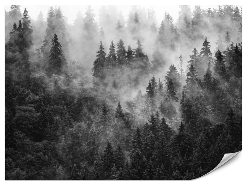 Fototapeta Las we mgle 450x315cm 982243