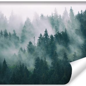 Fototapeta Las we mgle 460x300cm 133614 Fototapeta Las we mgle 460x300cm 133614
