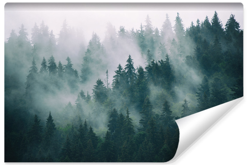 Fototapeta Las we mgle 460x300cm 133614