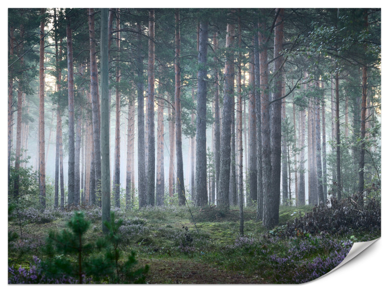 Fototapeta Las we mgle 500x350cm 982301