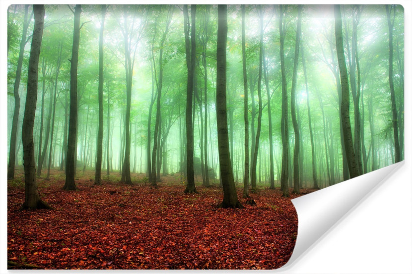 Fototapeta Las We MGLE Kolorowe Liście 3D 254x184cm 257987